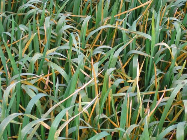 Field of wheat with a large amount of rust spores on them