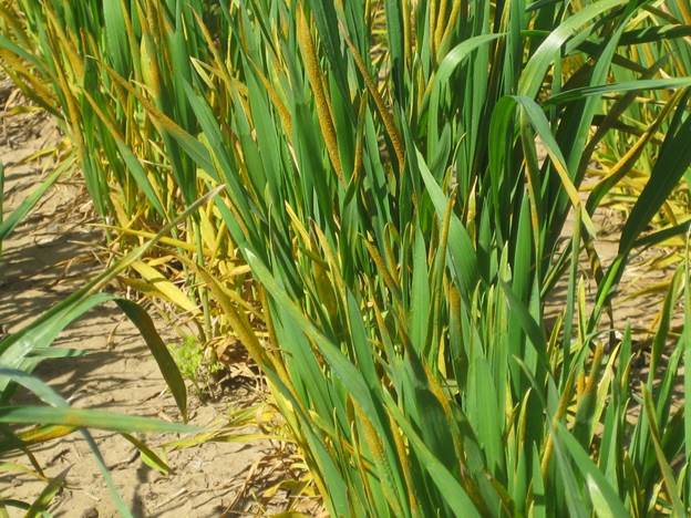 Field of wheat heavily infected with stripe rust