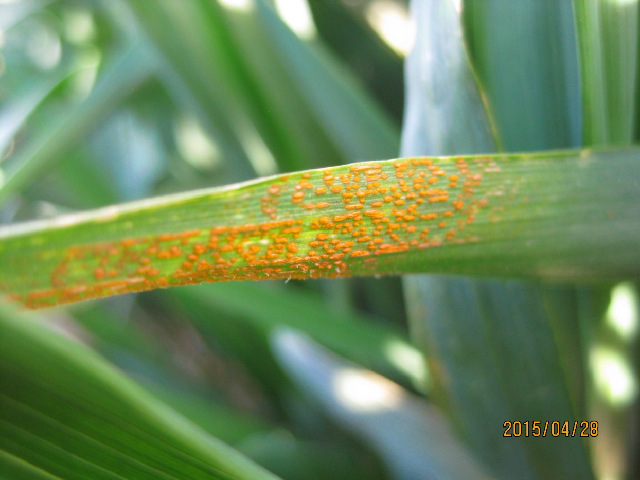 A wheat leaf covered is stripe rust pustules