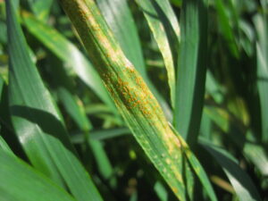 Stripe rust and necrosis on a wheat leaf