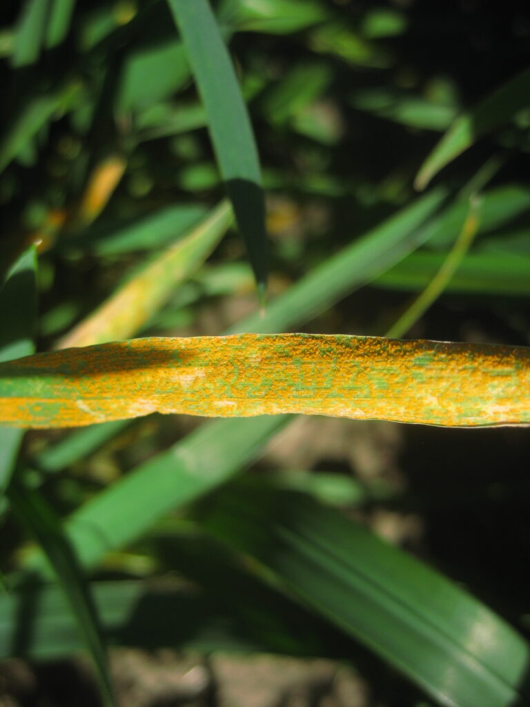wheat leaf with severe stripe rust infection
