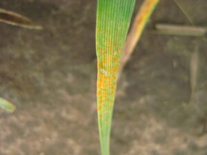 Tip of a wheat leaf covered in spores