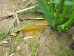 Wheat leaf showering the ground with spores
