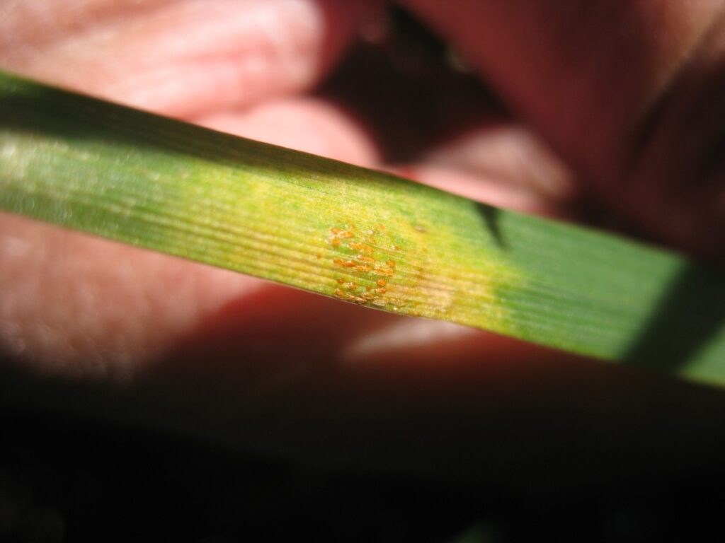 Wheat leaf covered in rust spores