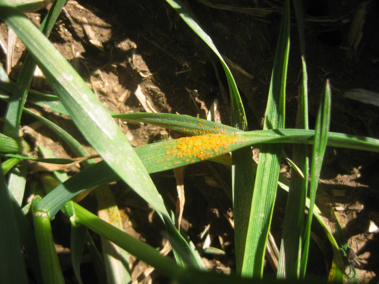Stripes of stripe rust on a leaf
