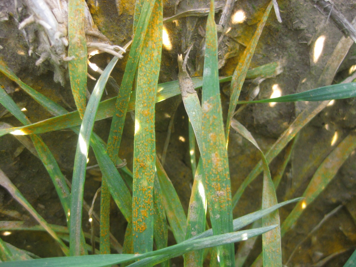 Wheat plant completely covered in orange rust spores