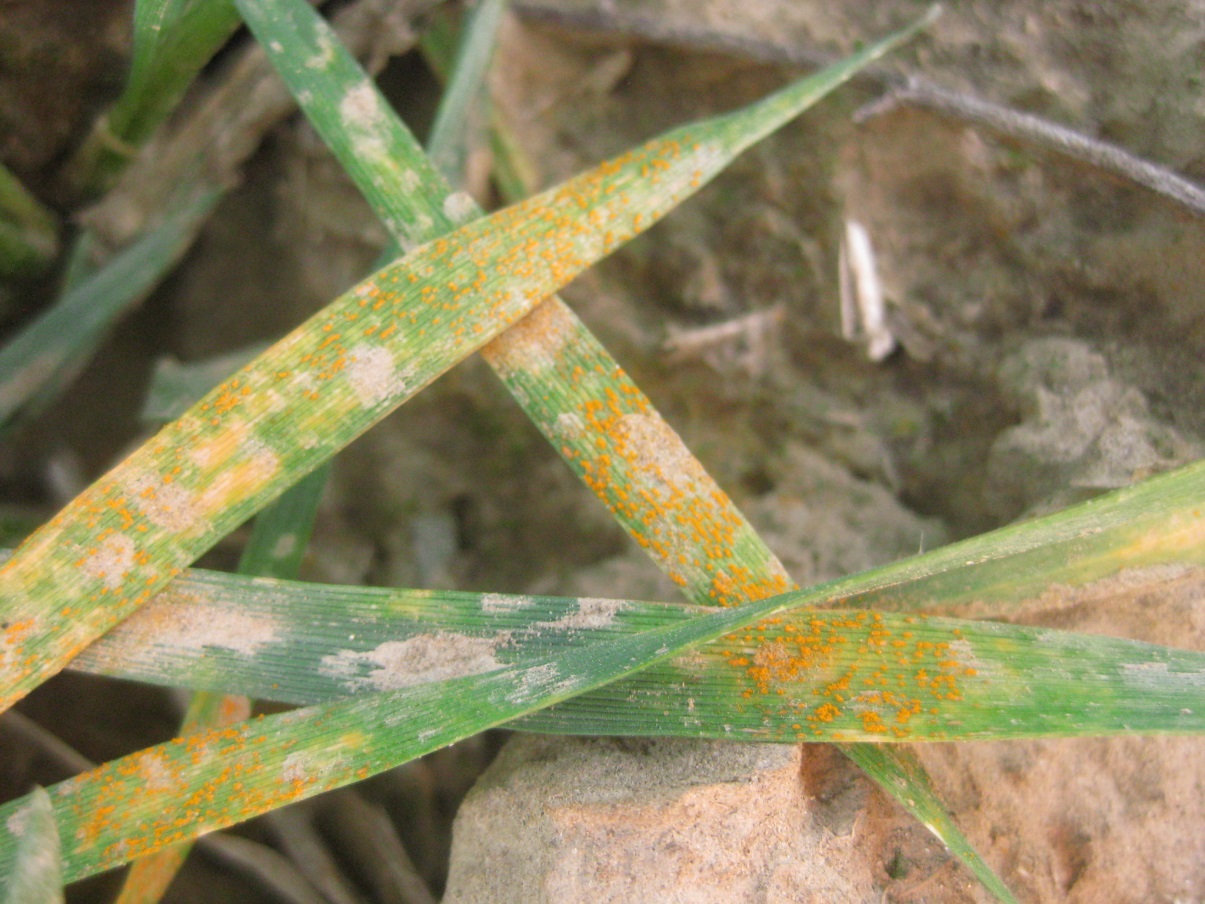 Several plants covered in rust spores