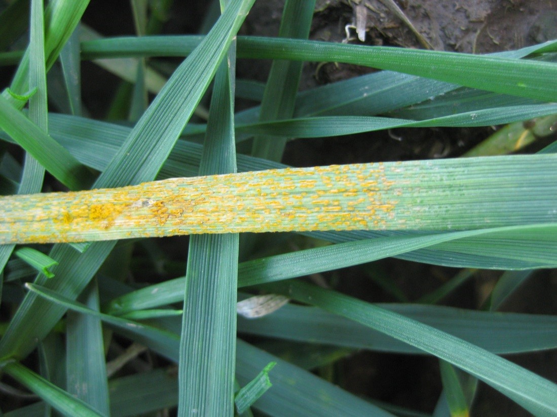 close up of wheat leaf with stripe rust spores