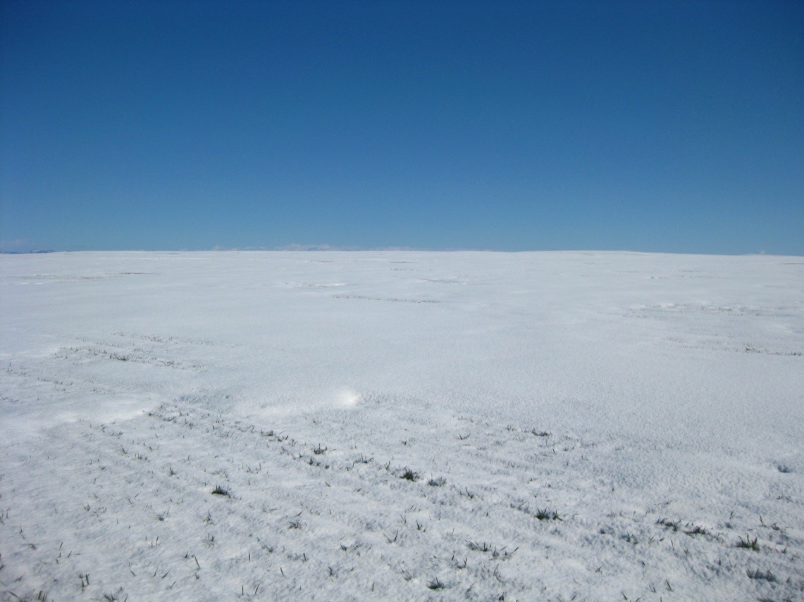 snow covered wheat field