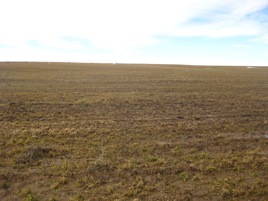 winter wheat field