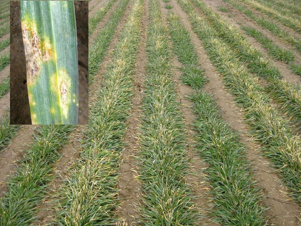 seedling stage wheat in field with signs of stripe rust
