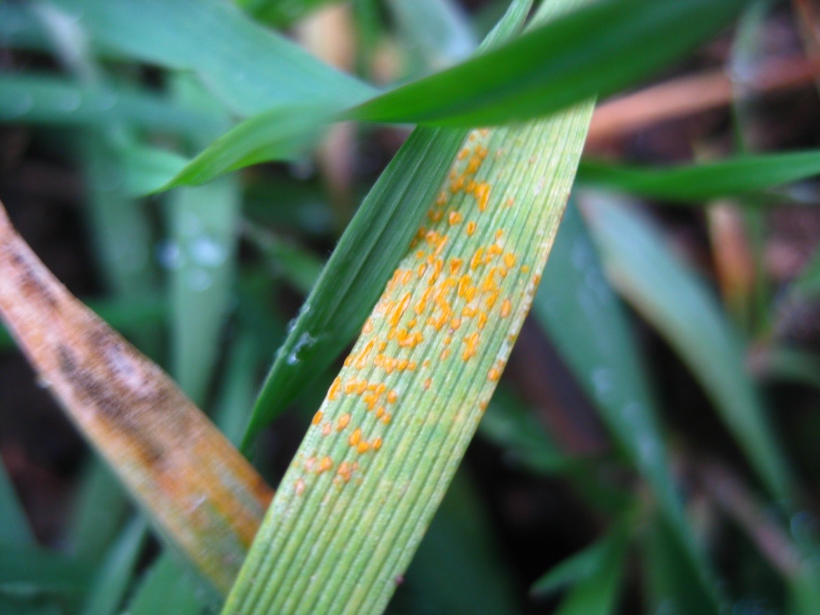 close up of wheat leaf with stripe rust spores