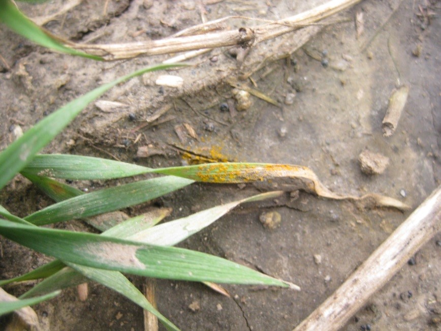 close up of wheat leaf with rust spores