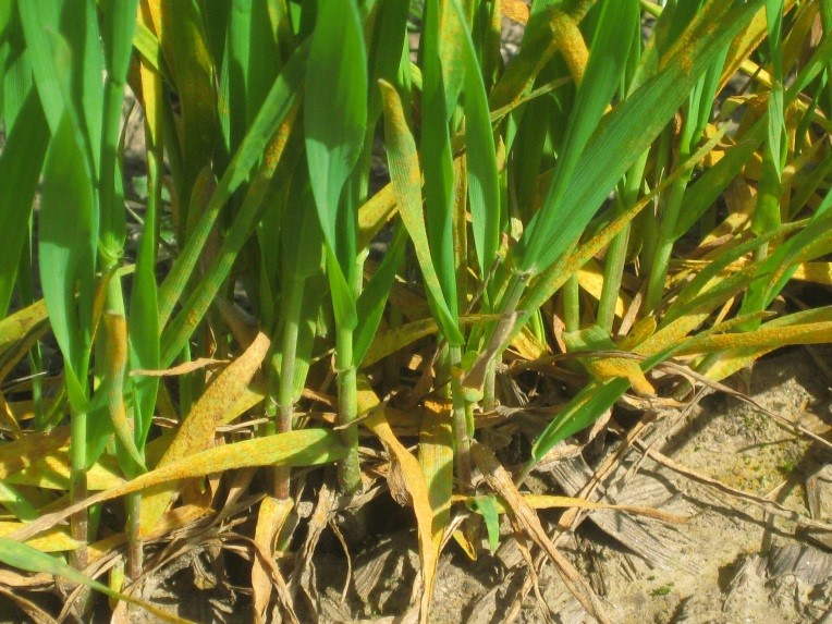 close up of wheat seedlings with rust spores