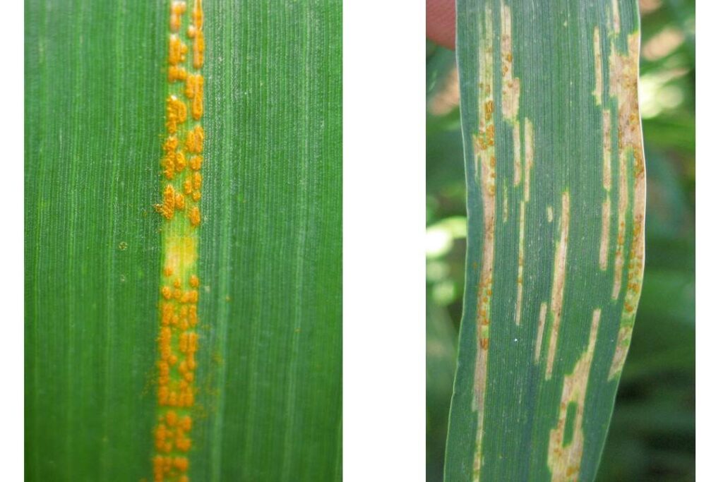 close up of two wheat leaves, one with live rust spores, one with necrotic strips