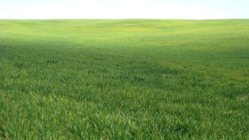 winter wheat field with signs of stripe rust infection