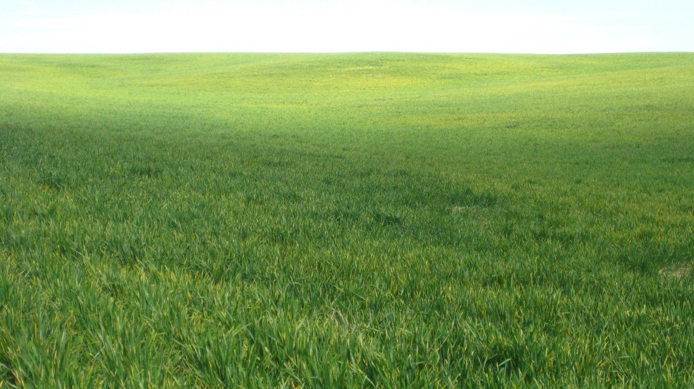 winter wheat field with signs of stripe rust infection