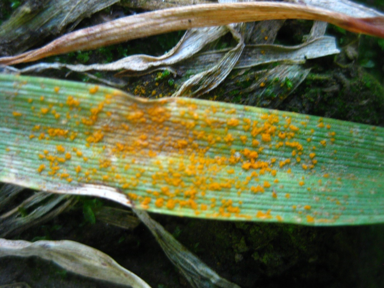 close up of infected wheat leaf