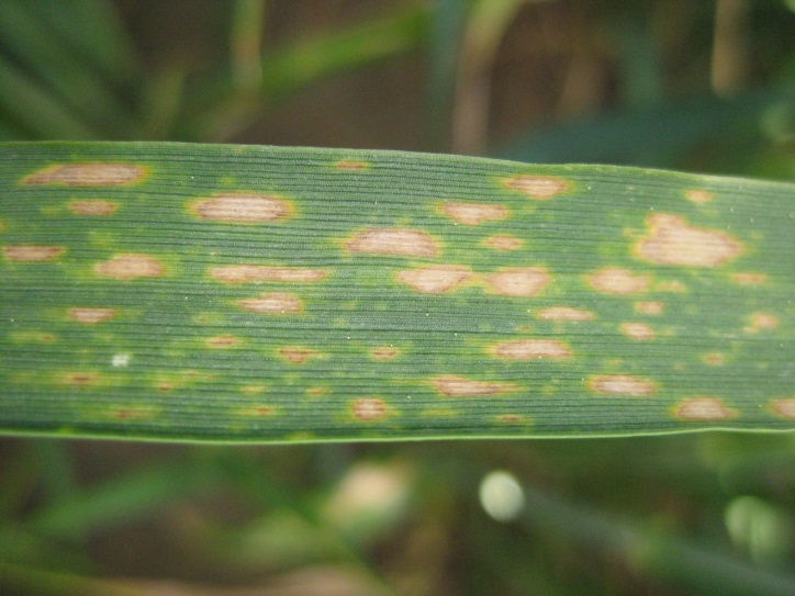 Close up of a wheat leaf showing physiological wheat spot