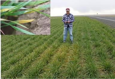Anmin in a wheat field