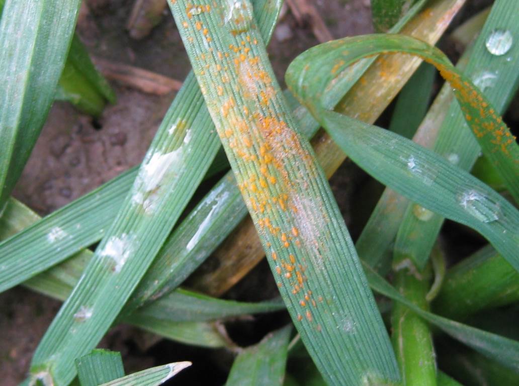 Orange pustules cover a wheat leaf