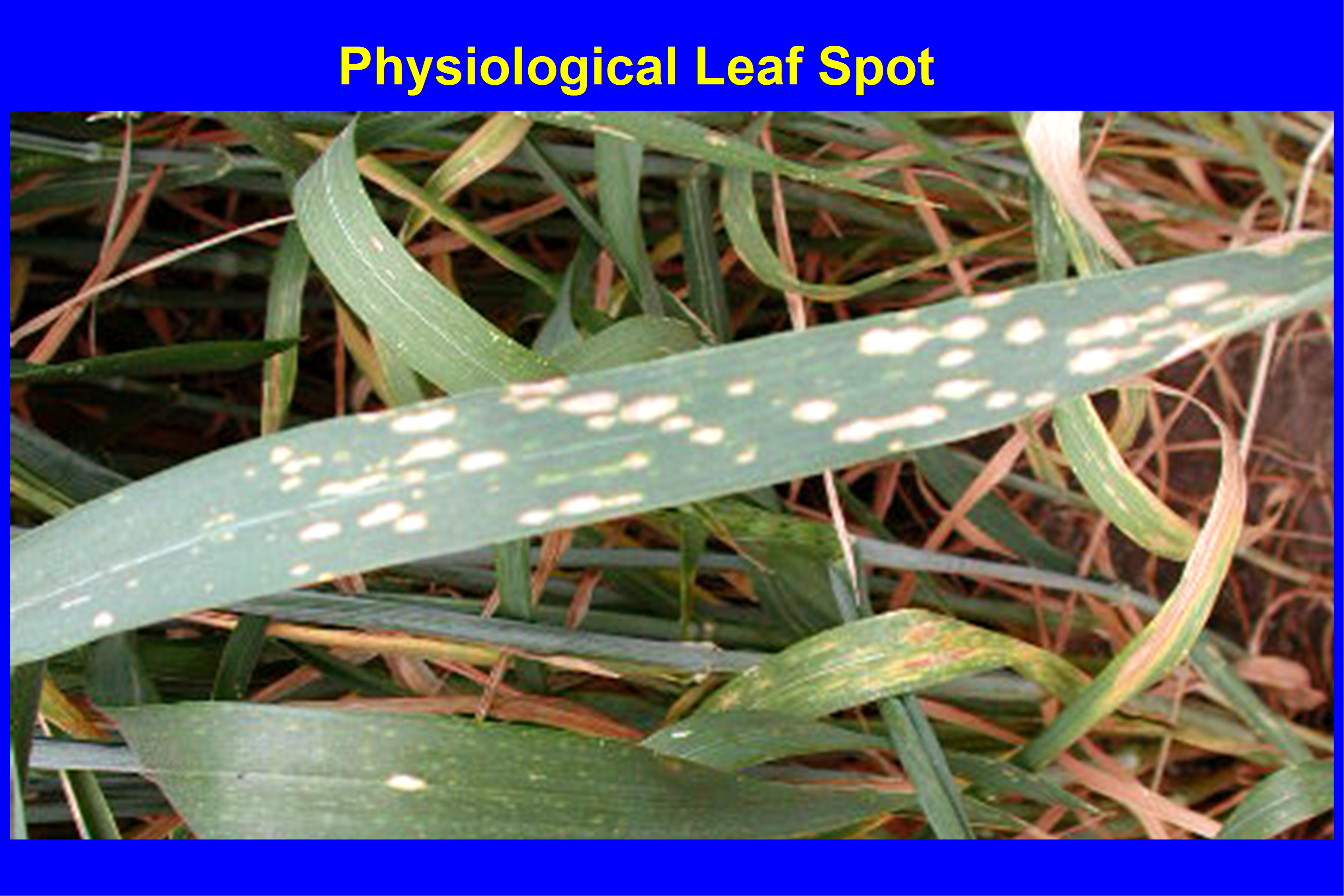 wheat leaf with PLS