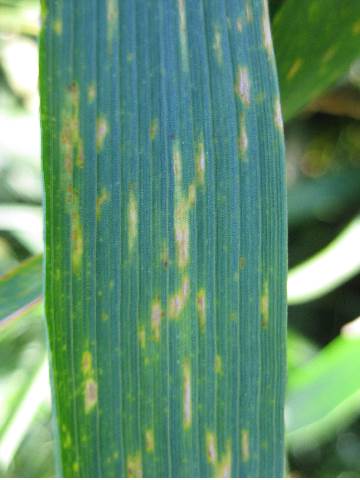 resistant wheat variety