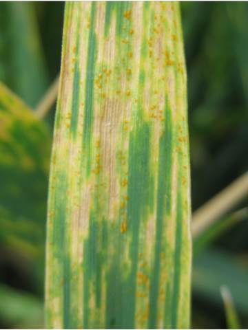 slightly susceptible wheat variety