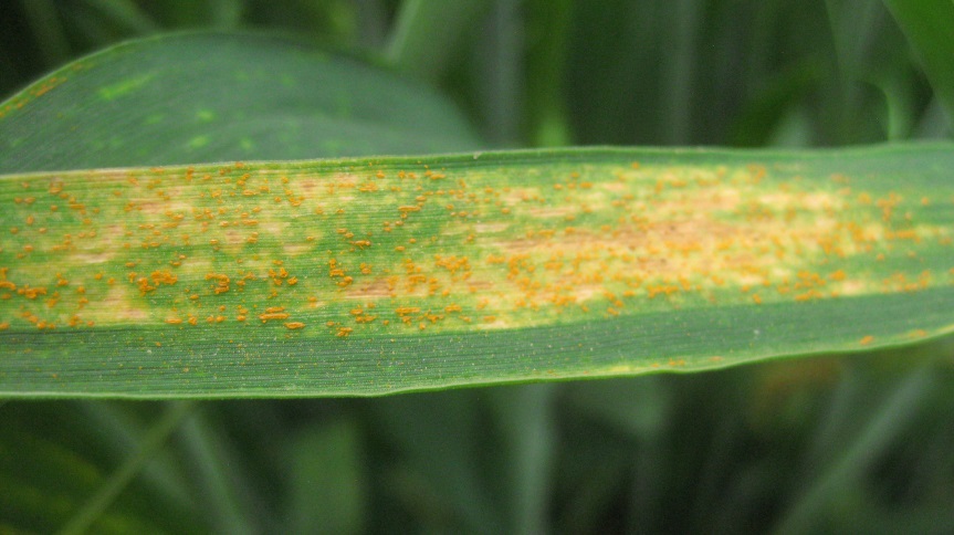 Stripe rust in a winter wheat