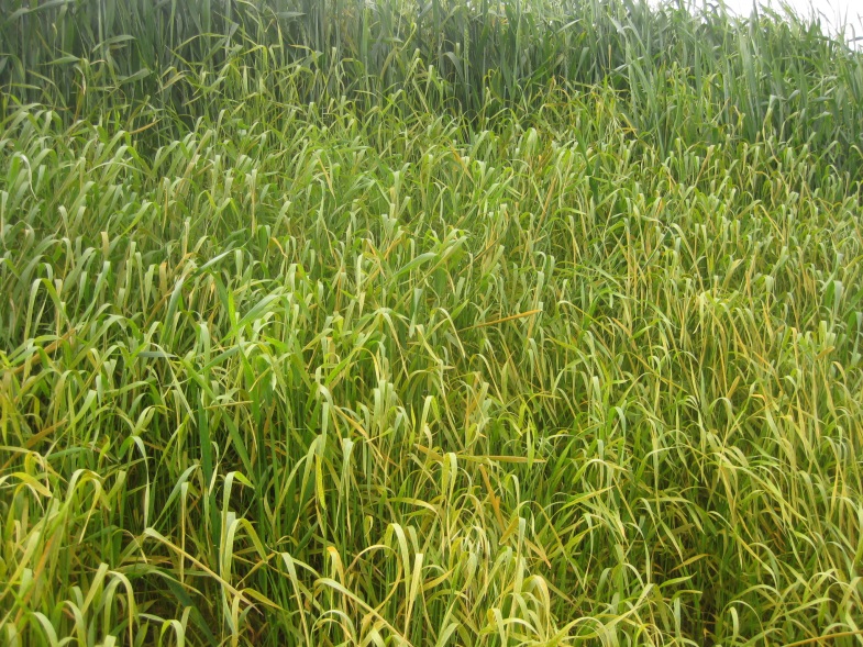Goat grass plants