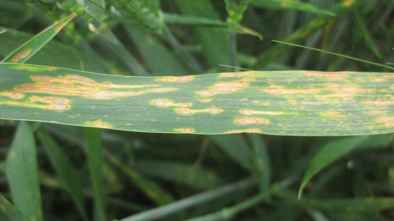 Physiological leaf spot