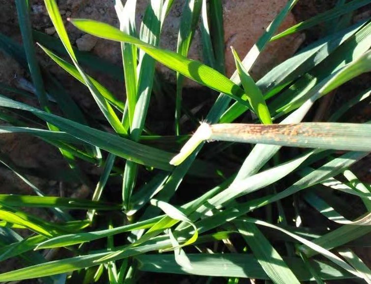 A wheat plant with an 8 reaction to stripe rust with orange spores and no necrosis