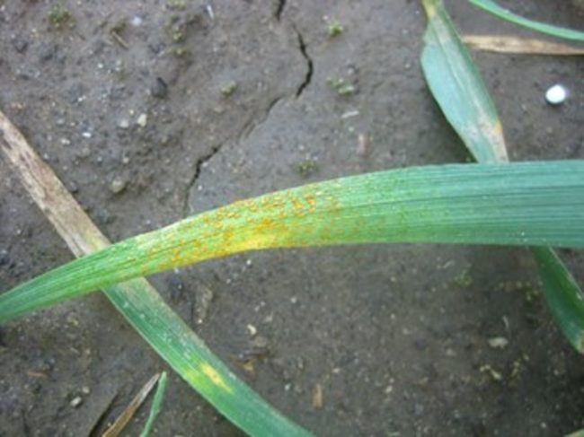 Wheat stripe rust found in an experimental field in Walla Walla on April 17, 2019.