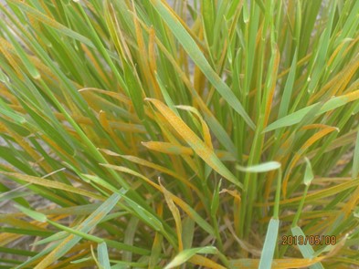 Grass completely covered in rust spores where it is orange instead of green