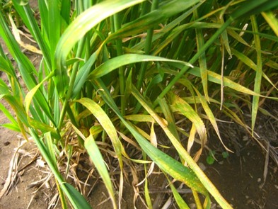Moderately effect wheat with rust spores