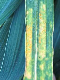 Type 5 reactions with stripes of rust spores and necrosis