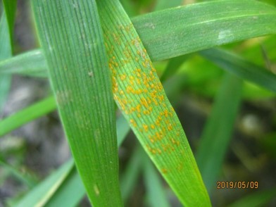 Type 8 reaction with rust spores and no necrosis