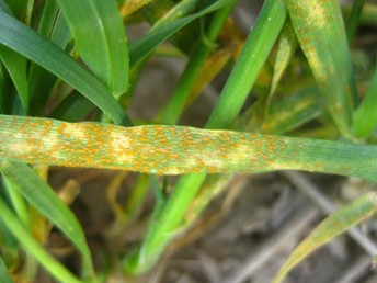 Leaf completely covered in rust spores