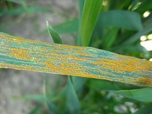 Stripe rust on susceptible check (PS 279) in experimental fields around Pullman, Washington, May 29, 2019