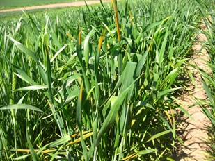 Stripe rust on susceptible check (PS 279) in experimental fields around Pullman, Washington, May 29, 2019
