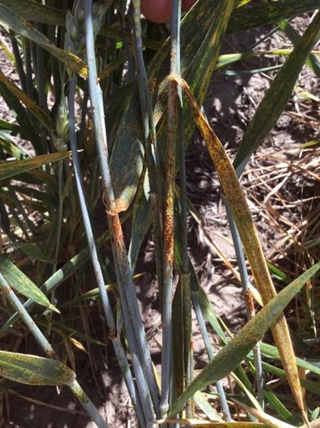 Stem rust found in an experimental field of winter wheat near Pullman, WA.