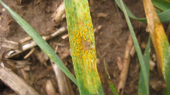 Wheat leaf completely covered in rust spores