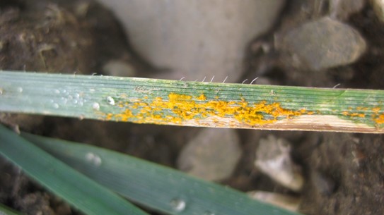 Wheat leaf with rust spores and necrosis