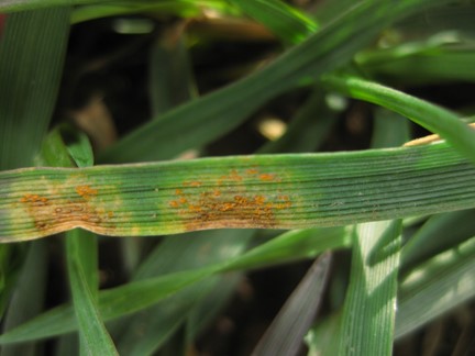 Some rust spores on a wheat leaf