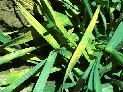 Severe stripe rust on wheat plants