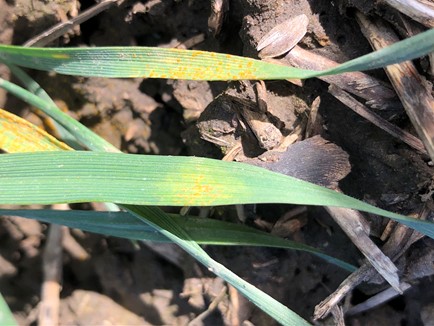 Rust spores on wheat with necrosis on the leaves