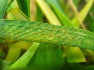 Stripe rust observed in a commercial winter wheat field in Lincoln County, Washington on April 22, 2020