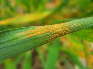 Stripe rust developed to upper leaves in a disease monitoring nursery near Walla Walla, WA on April 1, 2020