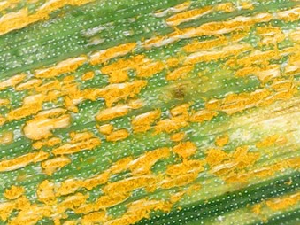 Stripe rust on triticale variety ‘Trical 158EP’ in Visalia, California (photo of Gene Aksland, April 20, 2020)