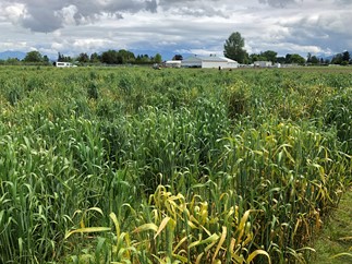 Severe stripe rust in an experimental field in Mount Vernon (Skagit County), Washington (May 12, 2020).